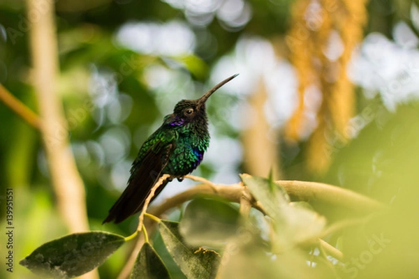 Obraz Sheartail bird isolated
