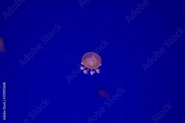 Obraz Jellyfish isolated in aquarium