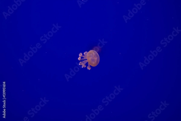 Obraz Jellyfish isolated in aquarium