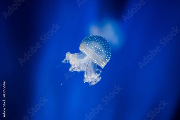 Obraz Jellyfish isolated in aquarium