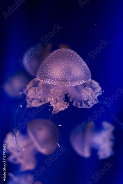 Obraz Jellyfish isolated in aquarium