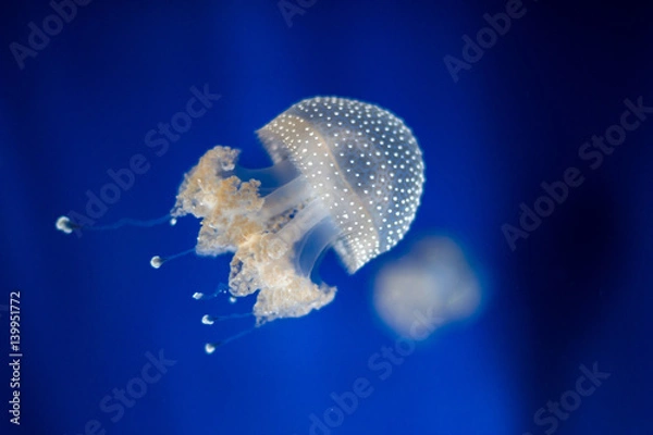 Obraz Jellyfish isolated in aquarium
