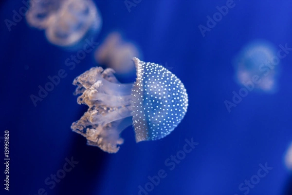 Obraz Jellyfish isolated in aquarium