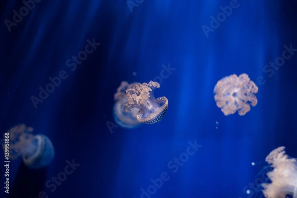 Obraz Jellyfish isolated in aquarium