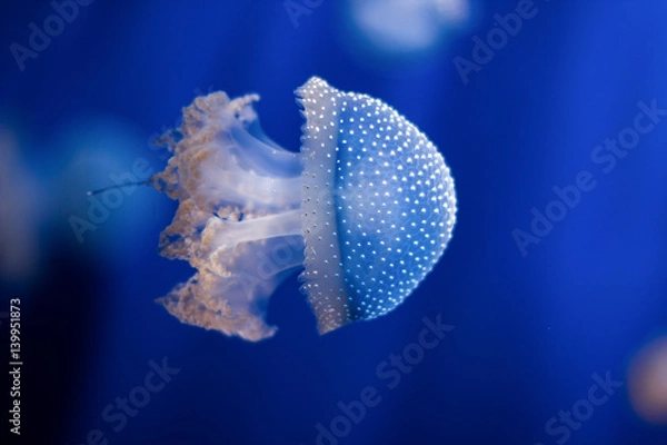 Obraz Jellyfish isolated in aquarium