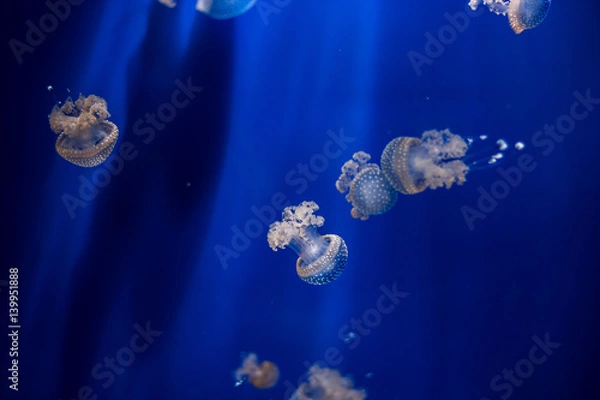Obraz Jellyfish isolated in aquarium