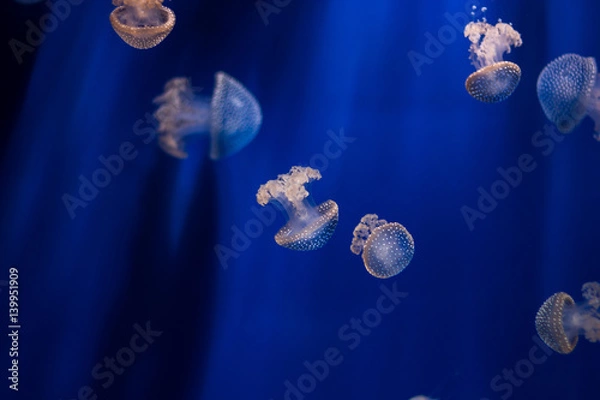 Obraz Jellyfish isolated in aquarium