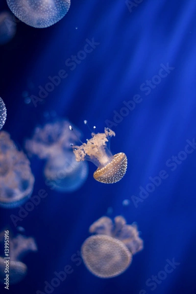Obraz Jellyfish isolated in aquarium