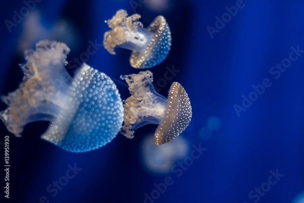 Obraz Jellyfish isolated in aquarium