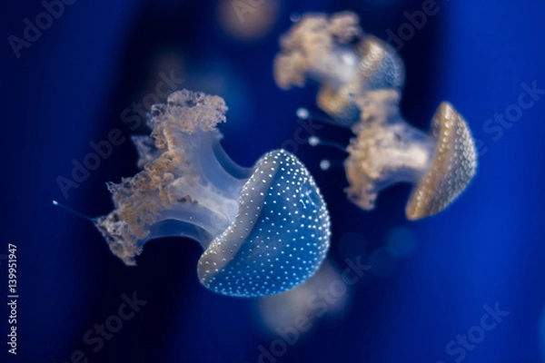 Obraz Jellyfish isolated in aquarium