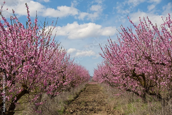Fototapeta A blooming peach orchard. Beautiful trees bloomed in spring . Pink delicate flowers on the branches. Authentic spring landscape with blue sky and clouds. The concept of gardening, growing peaches.