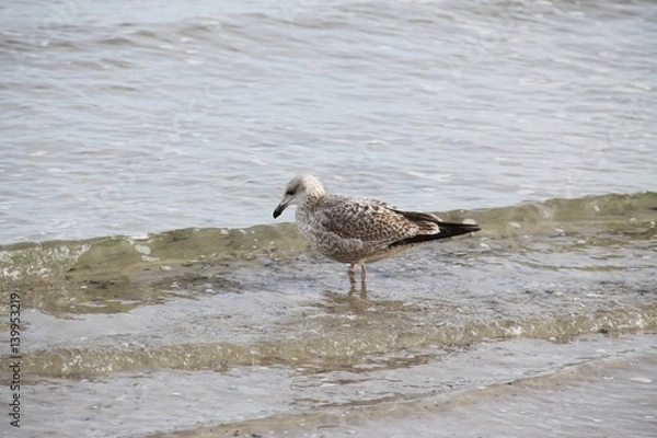 Fototapeta Seagull in the Baltic Sea 