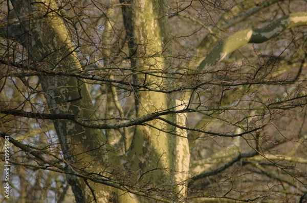 Obraz Kahler Baum. Winter 