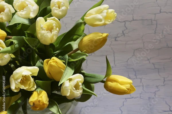 Obraz Bunch of yellow tulips on white background