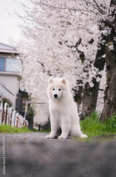 Obraz 桜の中の犬