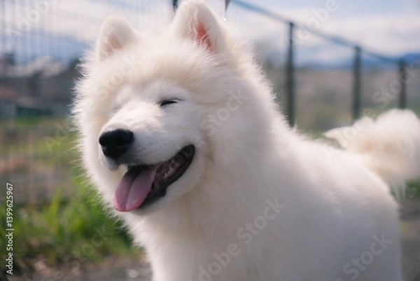 Fototapeta サモエドの笑顔
