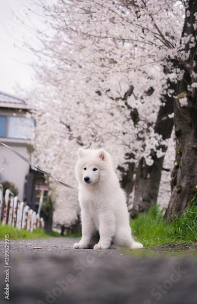 Obraz 桜の中の犬