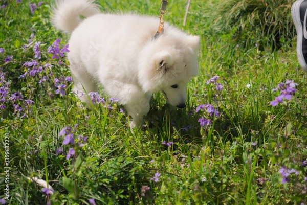 Obraz 草原の中の犬