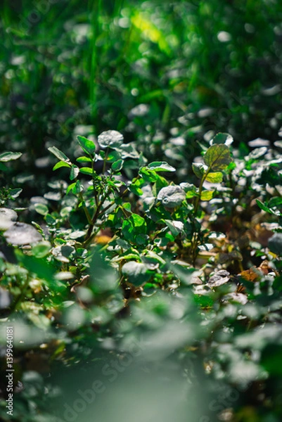 Obraz 光り輝く緑