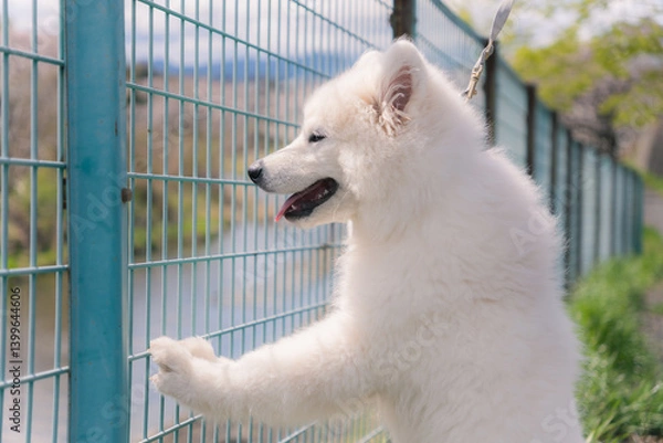 Obraz 笑顔でフェンスに手をかける犬