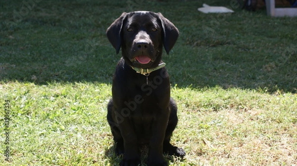 Obraz Labrador puppy