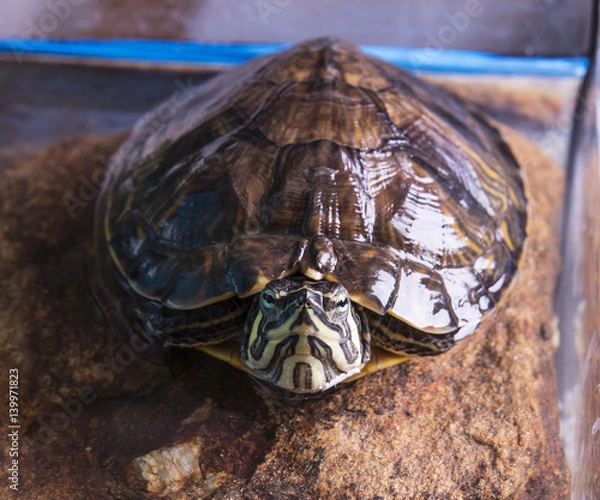 Obraz Yellow-bellied turtle slider on white background