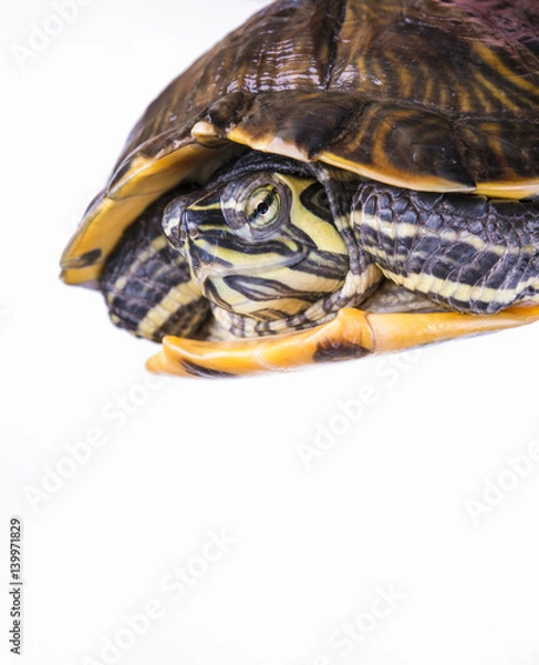 Obraz Yellow-bellied turtle slider on white background