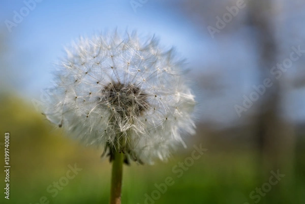Fototapeta Pissenlit blanc prêt à l’envol – macro nature