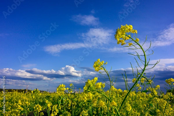 Obraz 名の花のある風景
