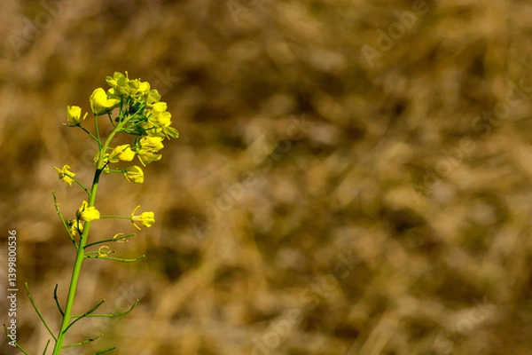 Fototapeta 名の花のある風景