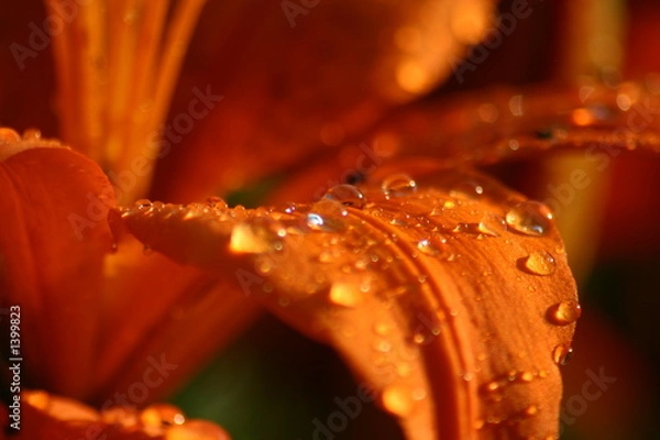 Obraz wassertropfen auf blütenblatt