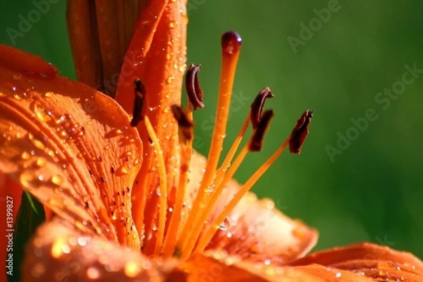 Obraz wassertropfen auf blütenblatt