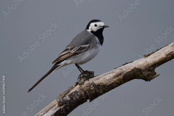 Fototapeta Selective focus shot of a White wagtail (Motacilla alba) on a branch