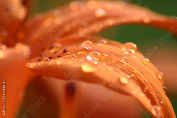 Obraz wassertropfen auf blütenblatt