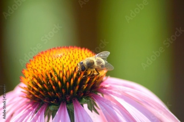 Obraz flotte biene 3