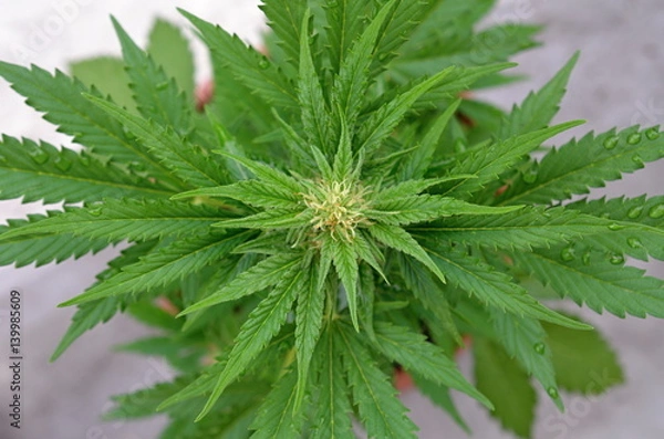 Obraz Autoflowering cannabis