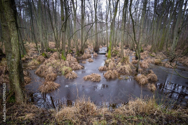 Obraz Darß Küstenwald Moor Ostsee