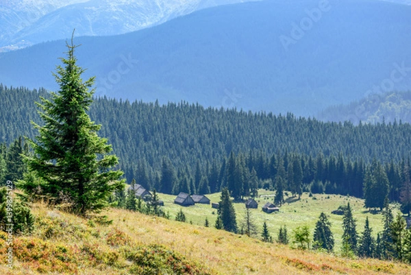 Fototapeta Young spruce against the backdrop of mountains with dense forest and a valley with wooden huts.