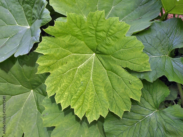 Fototapeta Большие листья бузульника