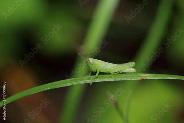 Fototapeta 草の葉にのるバッタ