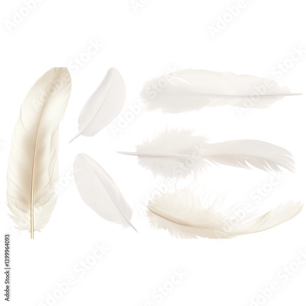 Obraz White feathers isolated on a transparent background