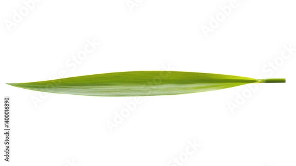 Obraz green grass leaf isolated on white background