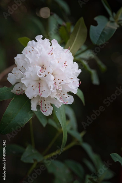 Obraz 美しい白い石楠花の花