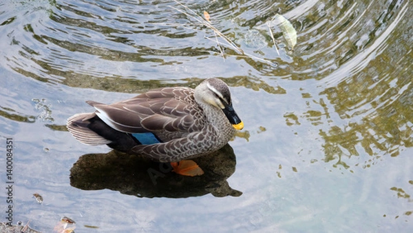 Obraz A female mallard, or also known as wild duck, standing in a shallow pond.