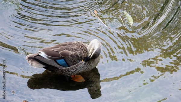 Obraz A female mallard, or also known as wild duck, standing in a shallow pond, pruning itself.