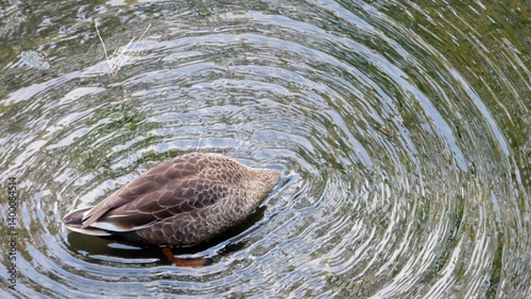Obraz A female mallard, or also known as wild duck, with its head sticking into the pond.