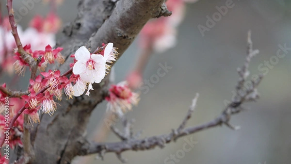 Obraz Pink plum flower blooming on branches with no leaf. In early spring.