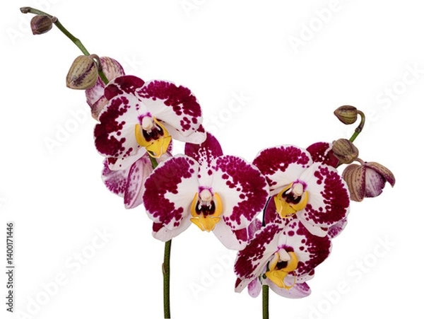 Obraz  Orchid flower without background.