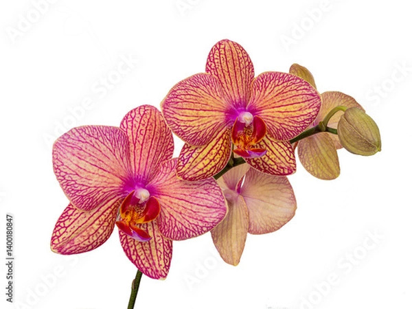 Obraz  Orchid flower without background.