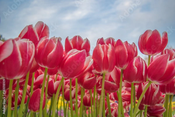 Fototapeta 日本のバラ